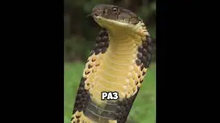 Тайпан Маккоя - самая ядовитая змея в мире! 😰😵 #факты #shorts #рекомендации