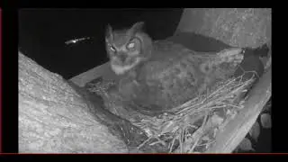 Ennis Great Horned Owlet Hatch N Feed