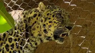 Leopard up close at the San Diego Zoo #leopard #sandiego #zoo