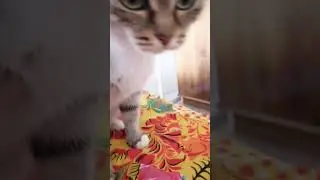 #котики