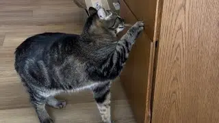 Chip opens the cabinet door with expert precision