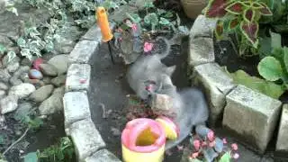 Kiscicak - 2011
