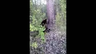 Don't pet the bear! Guy gets attacked