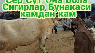 Она Бола Сигрларнинг Зорлари