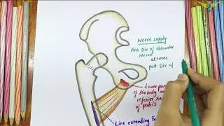 Adductor Brevis - Muscle | Origin | Insertion | Nerve supply | Action