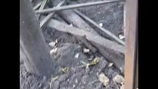 забор из шифера 2