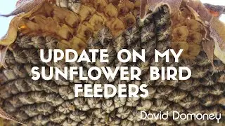 An update on my sunflower seed bird feeders
