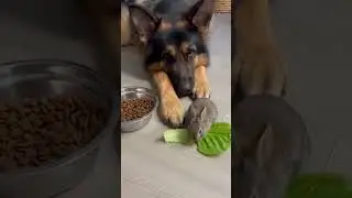 The dog returned from a walk with a little bunny.