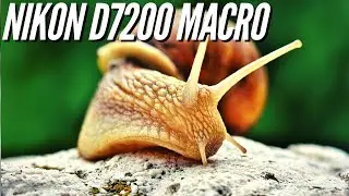 Nikon D7200 📸 Macro Mode - Image Quality