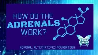 How do the Adrenals work?