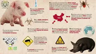 African swine fever ASF