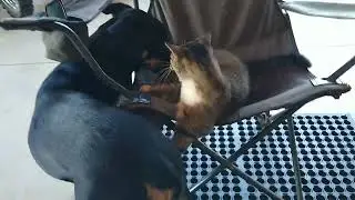 🐕 and 🐈 play-fighting