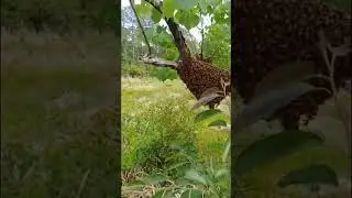 Пчелиный рой.Роение пчёл.