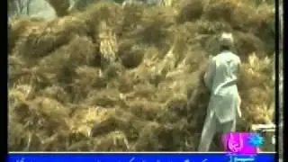 APNA TV documentary on USAID's Agriculture Recovery Program