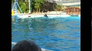 дельфинарий в Шарм Эль Шейхе