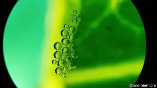 AMAZING NATURE! leaf creating OXYGEN in REAL TIME. NATUREZA INCRÍVEL! FOLHA faz, ao vivo, OXIGÊNIO..