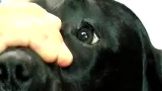 When does a vet need to see an eye problem