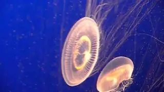 Aequorea victoria