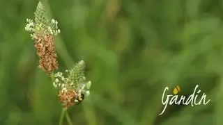 Micro api selvatiche