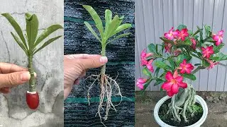 I was surprised to propagate Plumeria this way