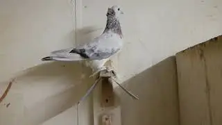 Армянские бойные голуби Ленинаканские Ереванские питомник Мурадяна