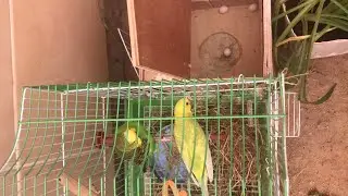 Budgies nest with 3 eags - singing - Perroquet au nid avec 3 œufs .