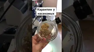 БОЛЕЗНИ насекомых#образование #инфекции #нгау #научпоп