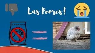 Las PEORES marcas de alimento para GALLINAS