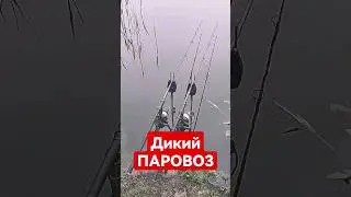 фиаско с карпом 