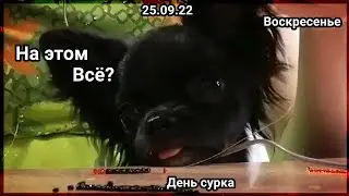 Воскресенье. День Сурка. На Этом Всё? // Noreli