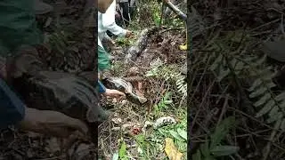 viral video women swallow/eaten whole by giant python Indonesia/ wanita di makan ular piton di jambi