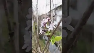 Сирень  в ноябре.