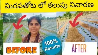 మిరపలో కలుపు నివారణ || 24 Hours లో 100% results|| How to control weed in mirapa || Binduraithubidda