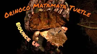 Bounce Up: Orinoco Matamata Turtle (Chelus orinocensis)