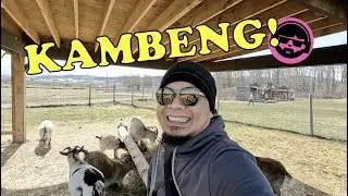 Pasok ang Kambeng!