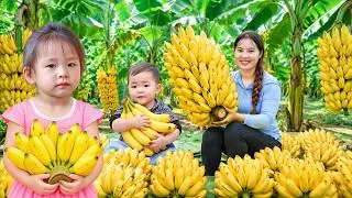 Harvesting Giant Bananas with Chuc Duong and My Children | An Amazing Day on the Farm | Farming Life