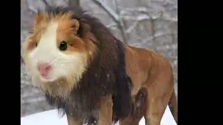 CES ANIMAUX INCROYABLES EXISTENT VRAIMENT !