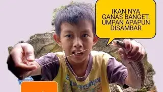 STRIKE LAGI ! MANCING ANAK IKAN GABUS DI KOLONG RUMAH