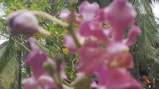 Namulaklak na ang binigay na Banda orchids salamat Nerisa