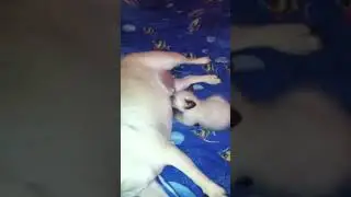 Котенок нашел маму