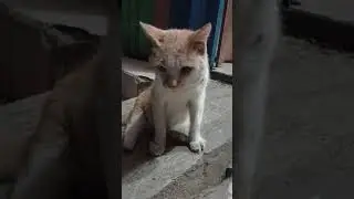 yang tabah ya mpus