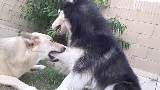 p e t t  d o g