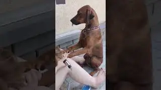 #родезийскийриджбек