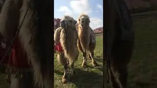 Қарасу 22-Наурыз 24.03.2019ж