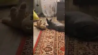 Знакомство с Дарси🐈‍⬛