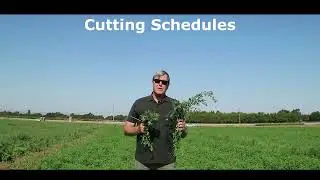 Alfalfa Varieties in California