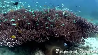 РЫБКИ КОРАЛЫ  ЮЖНЫЙ ЛЕЙТЕ ФИЛИППИНЫ