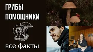 Топ 3 грибы-помощники: кордицепс, ежовик, красный мухомор.