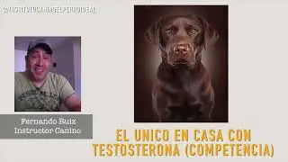 02   Curso Educación y Crianza del cachorro Jerarquización