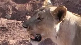 Lioness heading to waterhole leaving leopard up in tree (part 2)